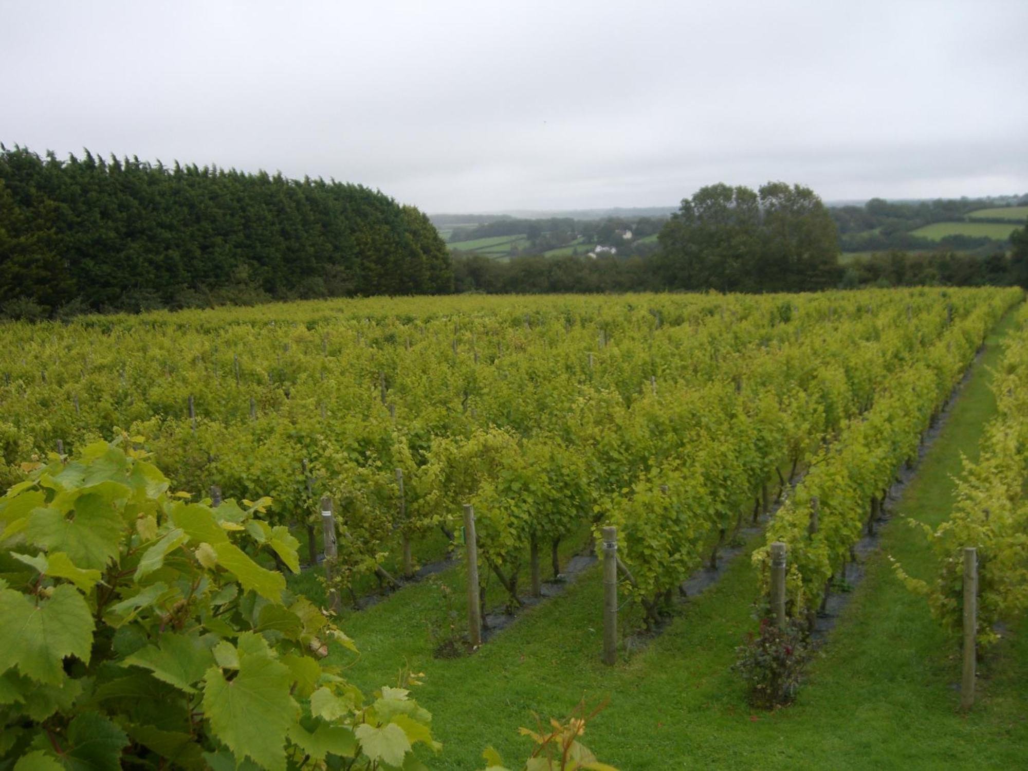 Glyndwr Vineyard Hotel Cowbridge Exterior photo