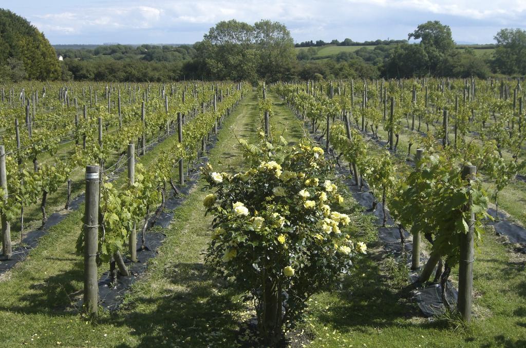 Glyndwr Vineyard Hotel Cowbridge Exterior photo